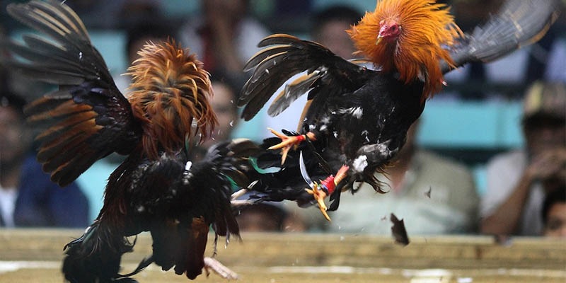 khám phá những loại hình đá gà nổi bật tại fun88